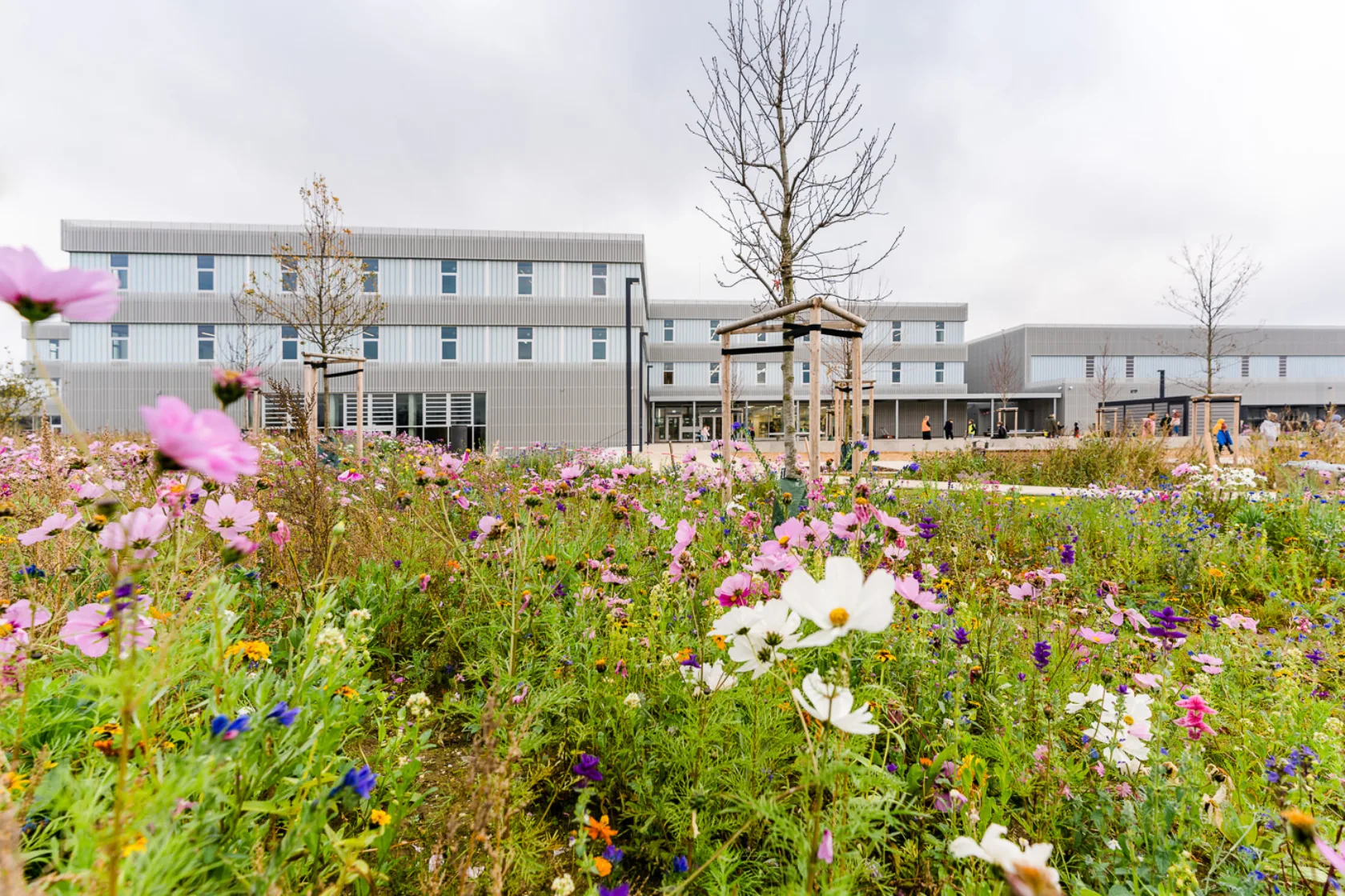 Schulgebäude hinter Blumenwiese